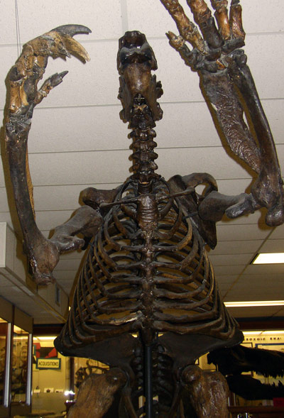 Megalonyx jeffersoni